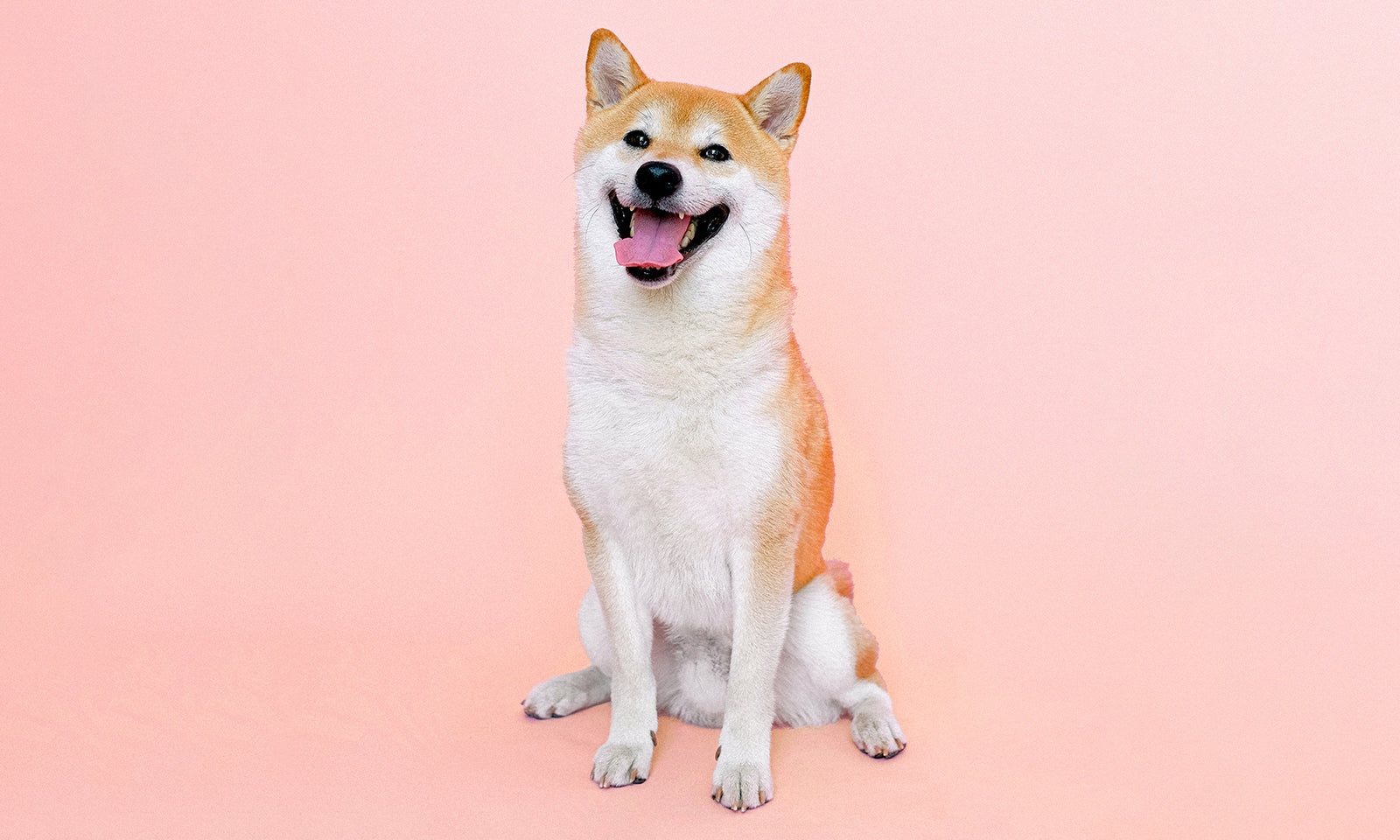 Is CBD safe for your pets?