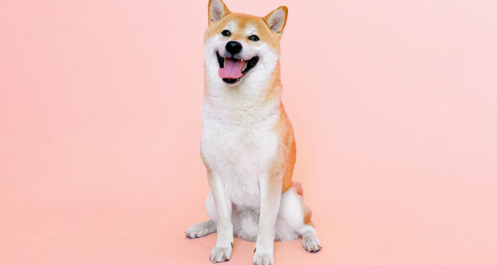 Is CBD safe for your pets?