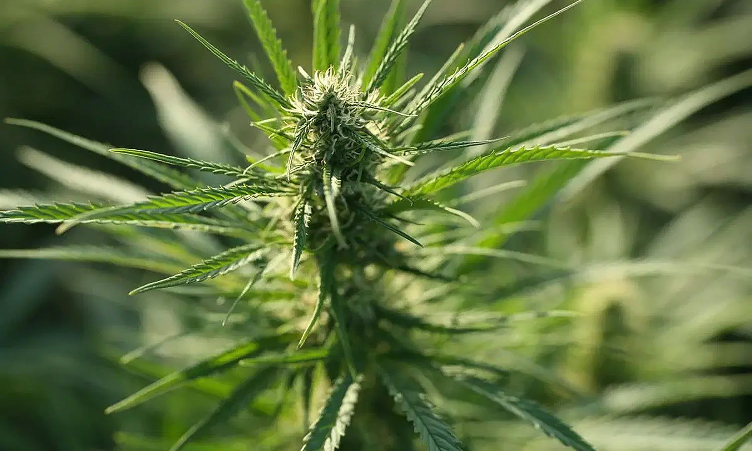 Keeping cannabis fresh