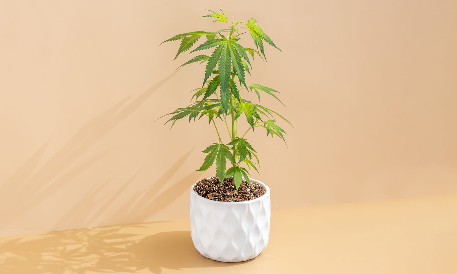 Demystifying cannabis & its health benefits